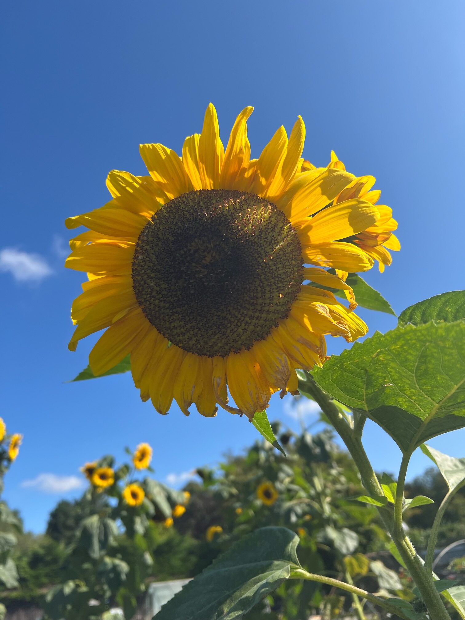 Sunflower